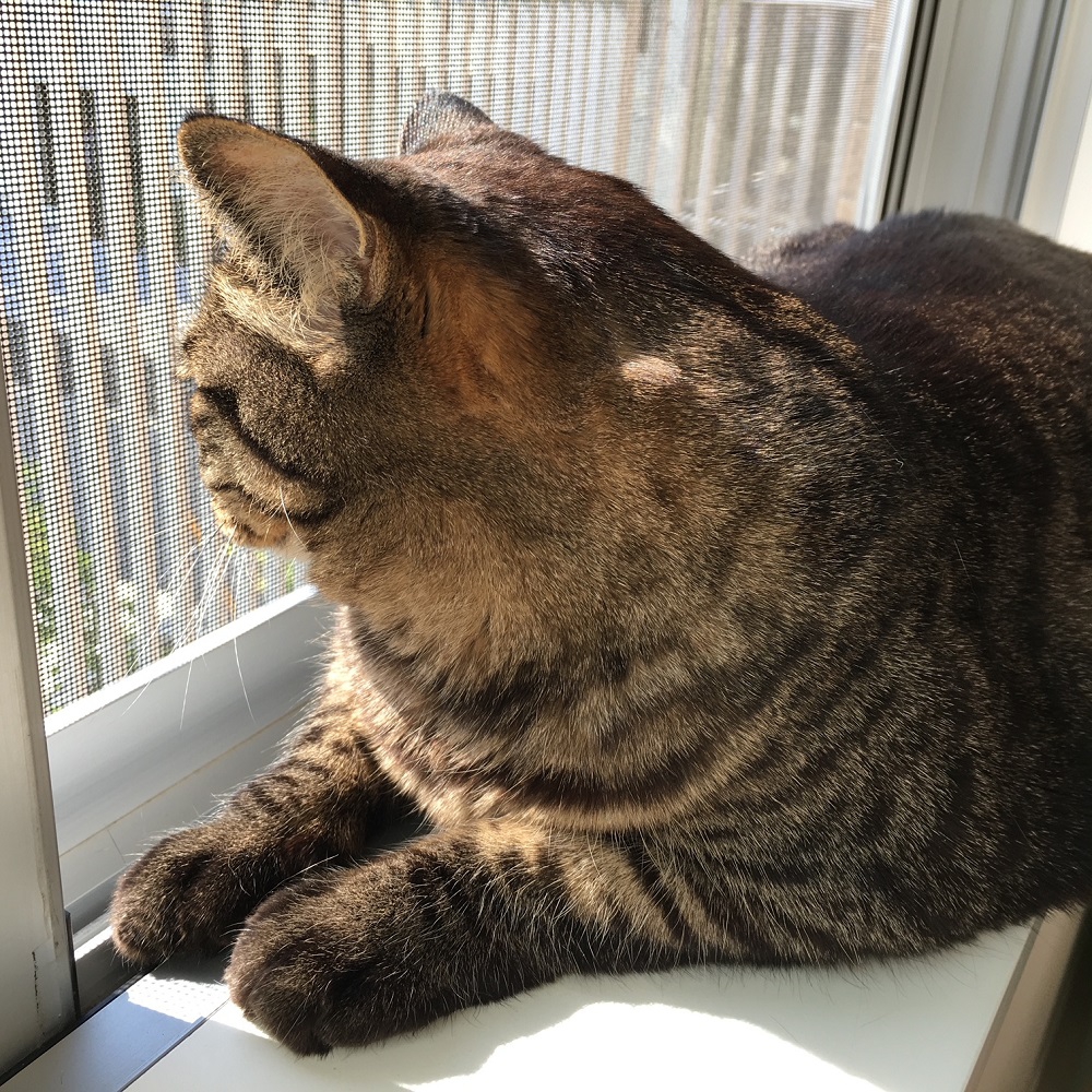 猫脱走防止と対策 猫網戸と脱走防止ドア 株式会社 第一住宅