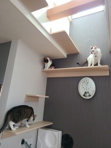 肉球