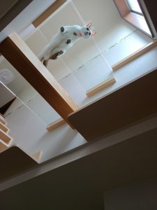 ガラス キャットウォーク