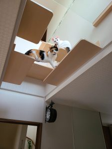 遊ぶ猫