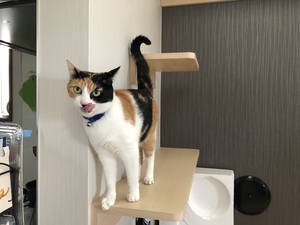 三毛猫