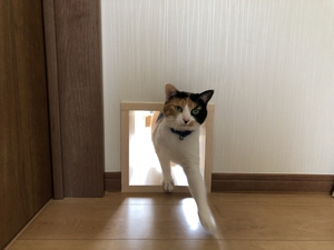 猫の通り抜けドア