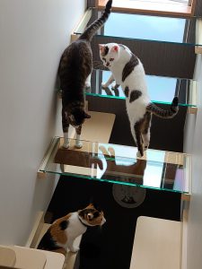 キャットウォーク