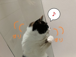 ガラスのキャットウォークがお気に入りの猫