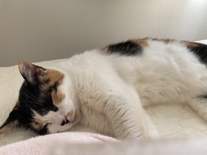 ぐっすり眠る猫