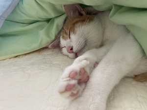 肉球を見せて眠る猫