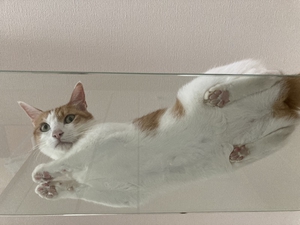 ガラスのキャットウォークからおなか丸見えの猫
