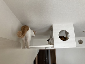 キャットウォークで遊ぶ猫