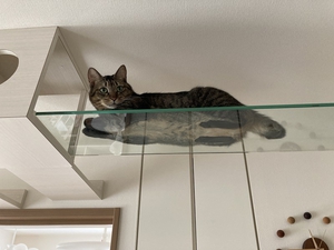 ガラスのキャットウォークでくつろぐ猫