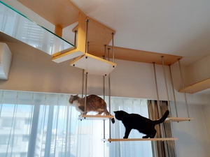 猫の追いかけっこ
