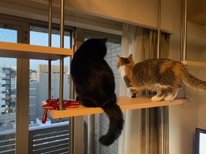 吊りウォークから外の景色を眺める猫