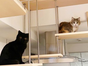 吊りウォークからカメラ目線の猫2匹