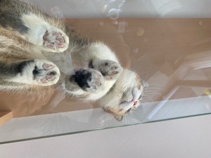 ガラスのキャットウォーク真下から見る猫の肉球