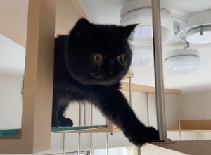吊りウォーク渡る猫