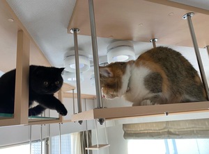 吊りウォークで猫の挨拶