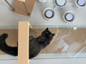 ガラスのキャットウォーク真下で猫とアイコンタクト