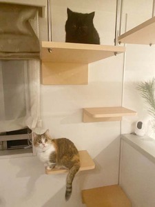 キャットステップでくつろぐ猫