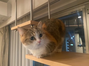 吊りウォークに着地した猫