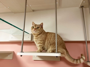 吊りウォークに座る猫