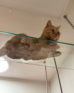 ガラスのキャットウォークでくつろぐ猫