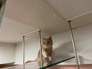 ガラスのキャットウォークにのぼる猫