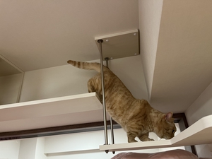 キャットウォークをおりる猫