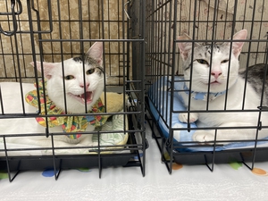 保護猫　おとな猫2匹
