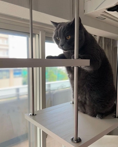 吊り下げキャットウォークをのぼる猫
