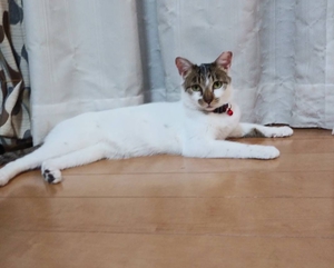 保護猫　桜ちゃん