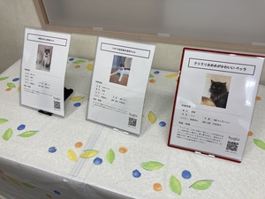 参加できなかった保護猫の情報