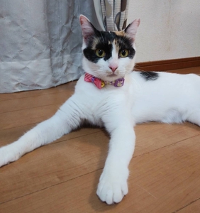 保護猫　あきちゃん