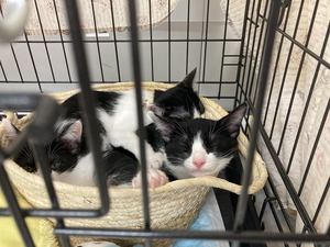 保護猫　子猫3匹