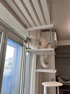 窓の外をながめる猫
