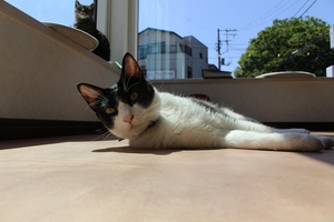 窓辺で日向ぼっこをする猫