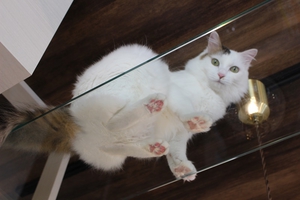 ガラスのキャットウォークから見える猫のおなかと肉球
