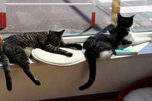 窓から外の景色を眺める猫と眠る猫