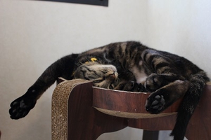 アクロバティックなポーズの猫