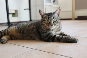 カメラ目線のキジトラ猫