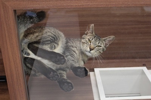 ガラスのキャットウォークで休憩中の猫