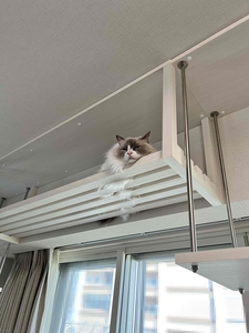 ルーバーウォークで眠る猫