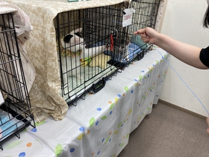 おもちゃで遊ぶ保護猫