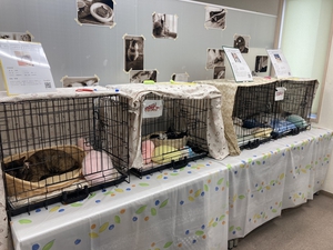 保護猫譲渡会　会場