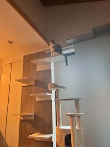 キャットステップと猫