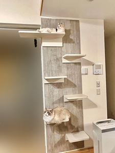 キャットステップでくつろぐ猫たち