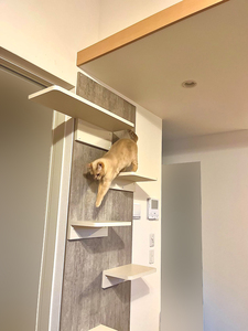 キャットステップを下りる猫
