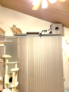 キャットステップと猫たち
